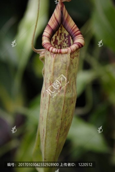 豬籠草