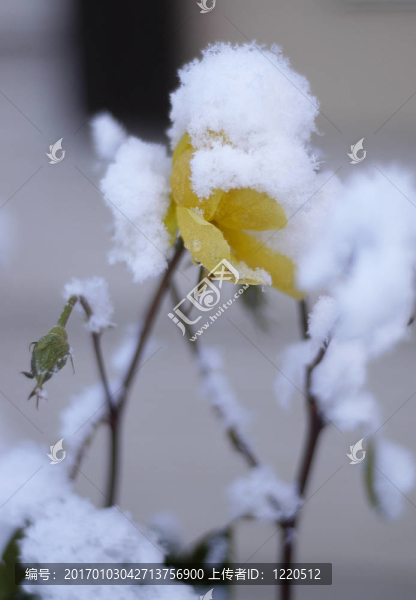 一個(gè)雪白的玫瑰