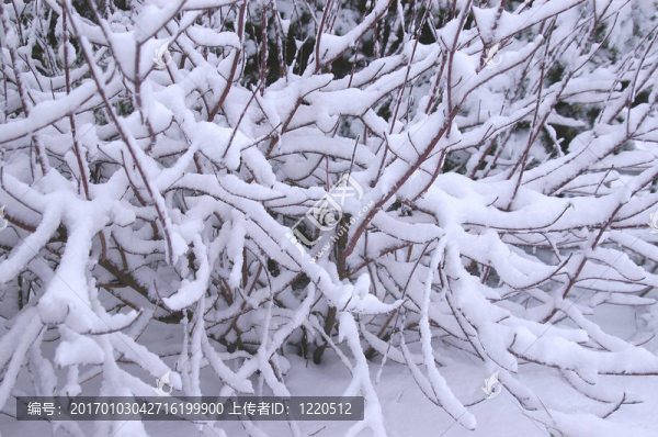 雪枝的背景