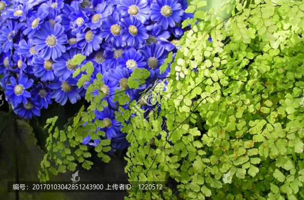花與葉