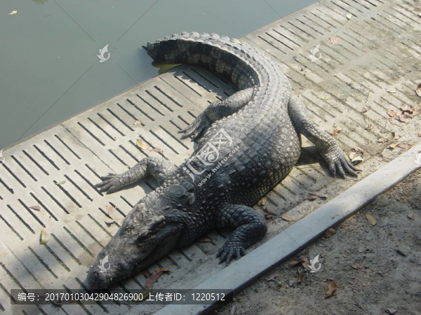 鱷魚農場