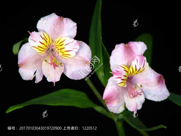 粉色條紋的百合花