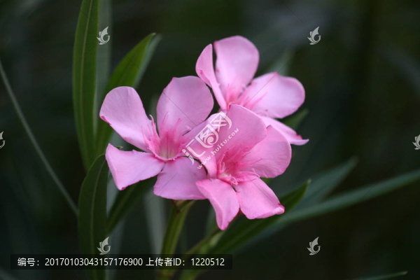夾竹桃