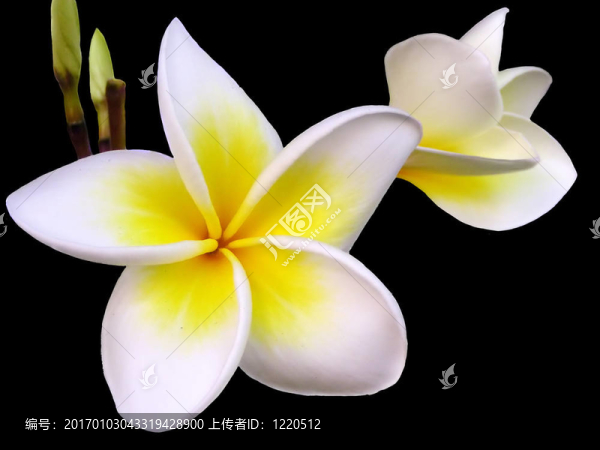 素馨花