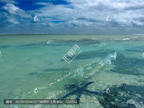 海星在水中