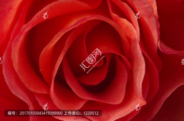 紅玫瑰