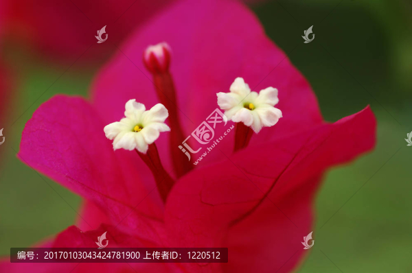 九重葛