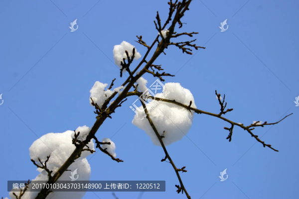 雪上枝2
