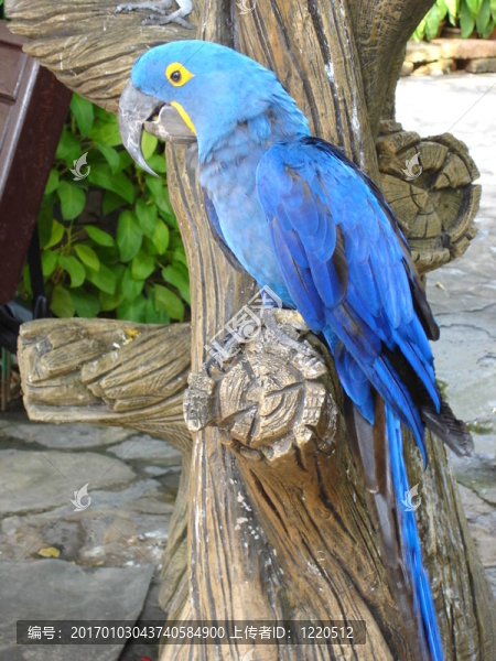 Parrot在泰國