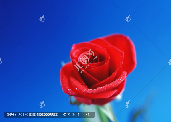 玫瑰