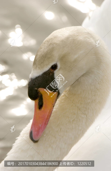 Mute,Swan（Cygnus,olor）