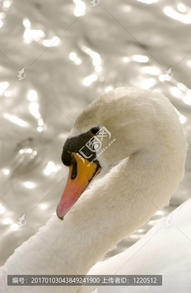 Mute,Swan（Cygnus,olor）