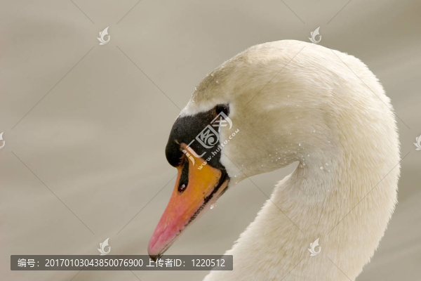 Mute,Swan（Cygnus,olor）