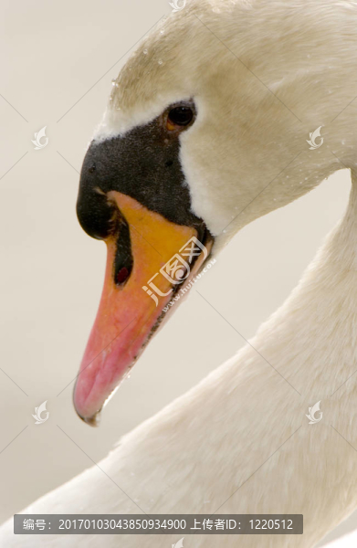 Mute,Swan（Cygnus,olor）