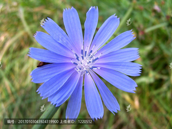 菊苣