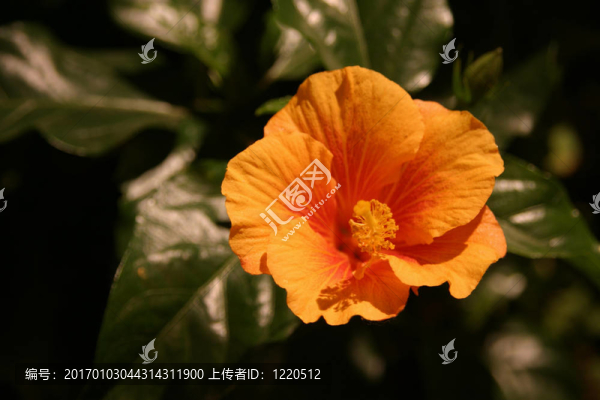 晚上芙蓉流