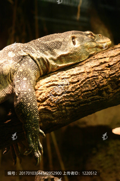 reptile01