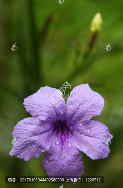 露花