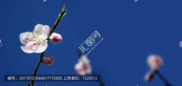 蘋果花