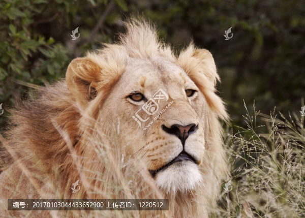 獅子