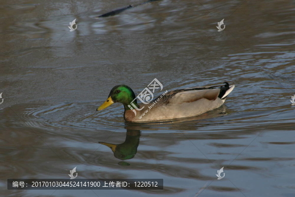 duck-2