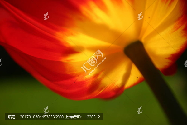 郁金香的細(xì)節(jié)