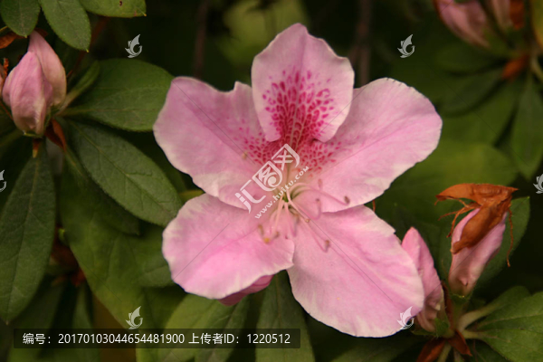 粉紅色斑點的花
