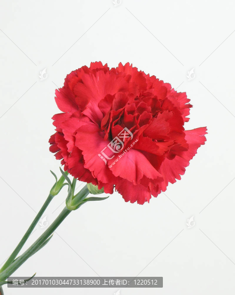 紅色康乃馨