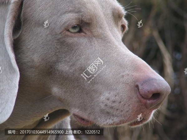 威瑪獵犬的狗