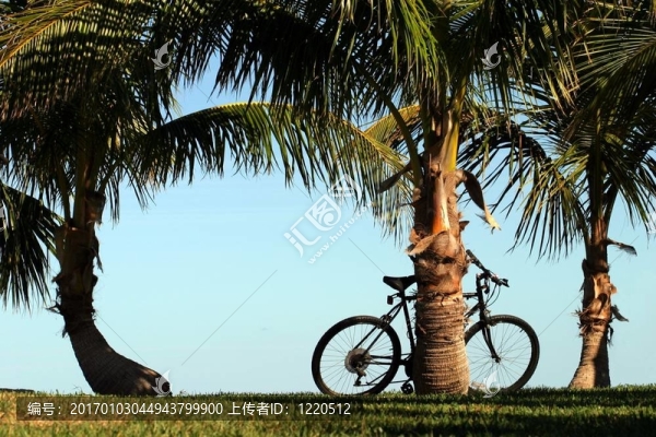 自行車(chē)和棕櫚樹(shù)