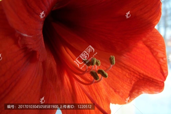 紅喇叭花