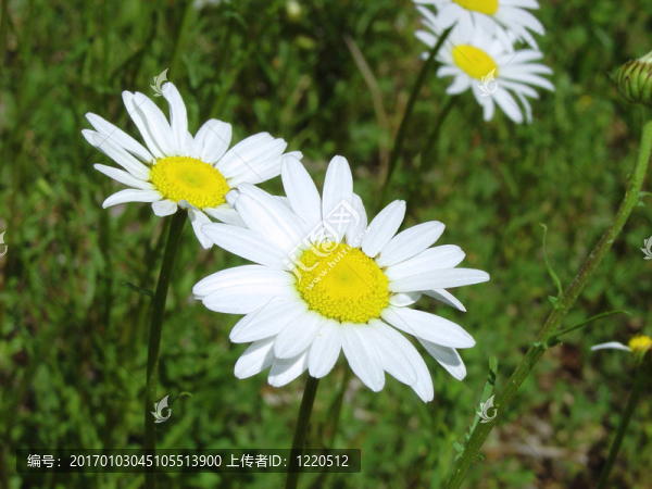 野雛菊