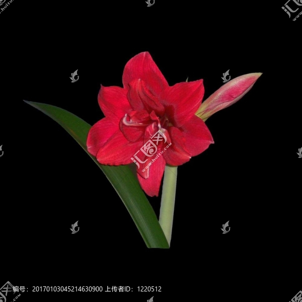 朱頂紅