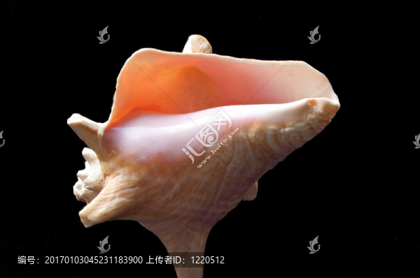 殼內(nèi)