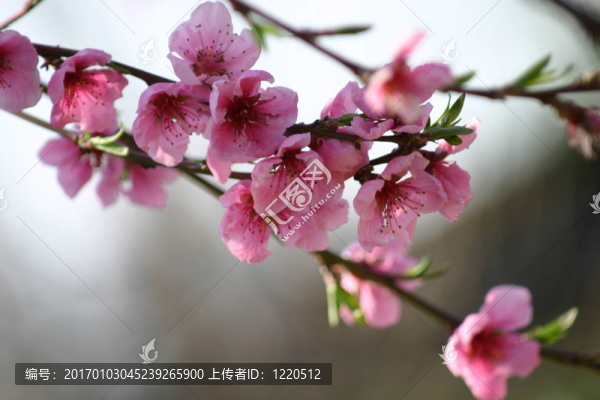 桃FLOWer1