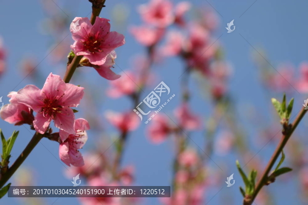 桃花3