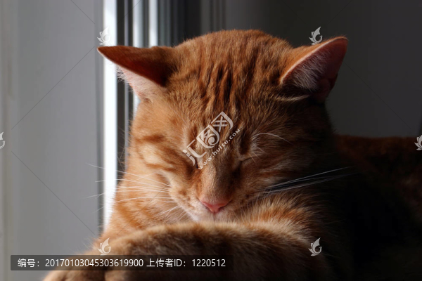 sleepie凱蒂