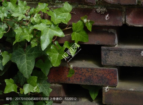 常春藤和Wall