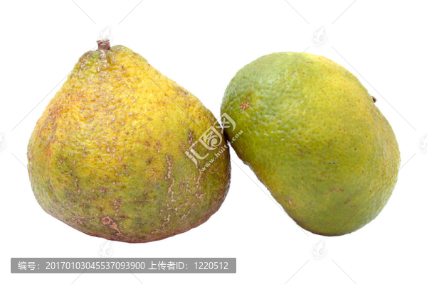 丑橘