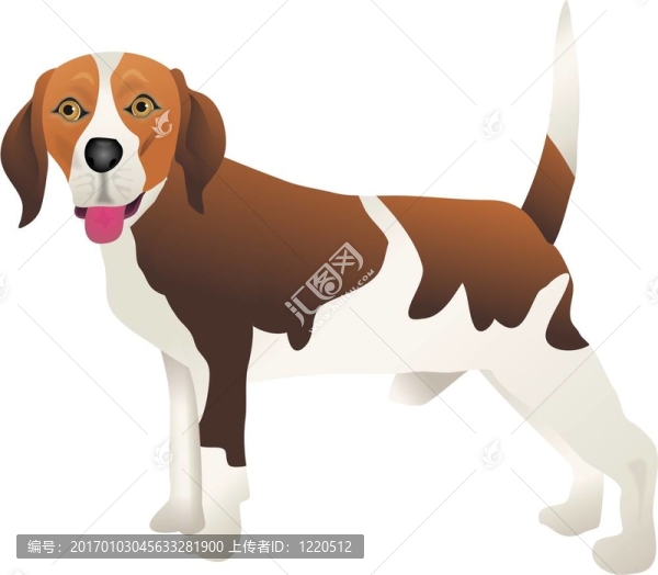 比格犬