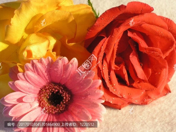 Flowers,01