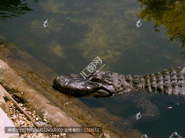 曬太陽(yáng)的鱷魚