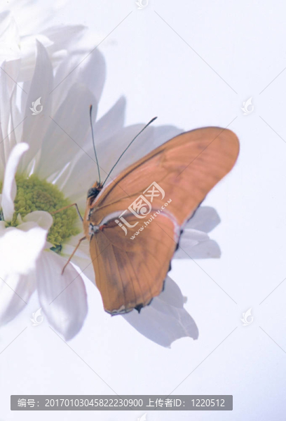 juilia,butterbly