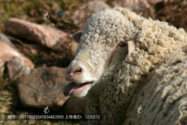 羊