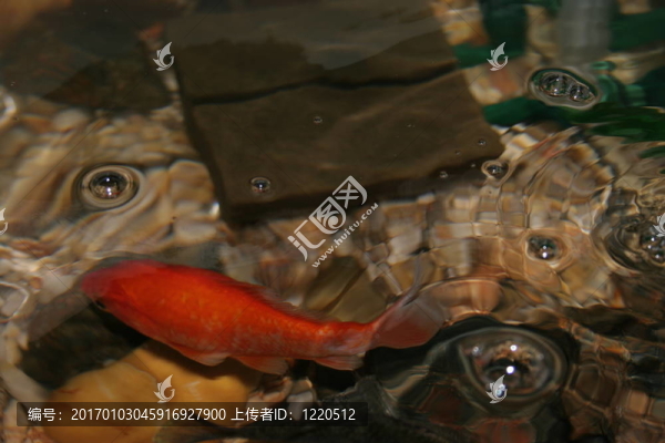 紅色的魚(yú)