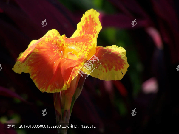 美人蕉花