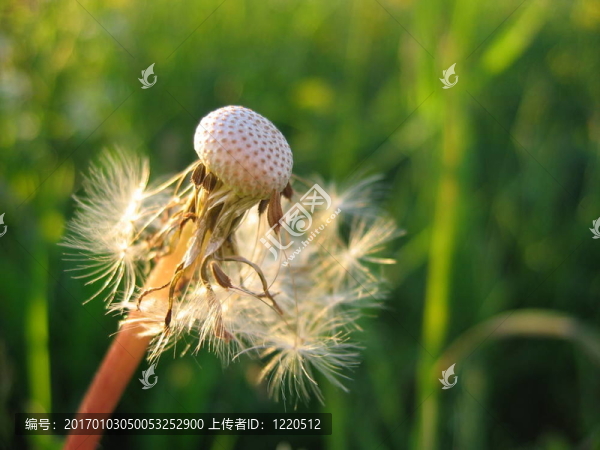 蒲公英