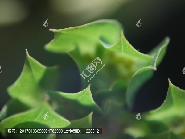 斯特克爾