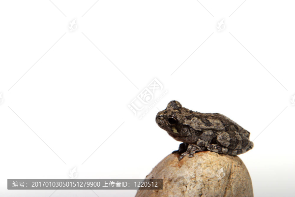 青蛙4