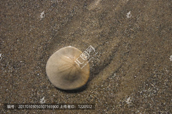 沙錢